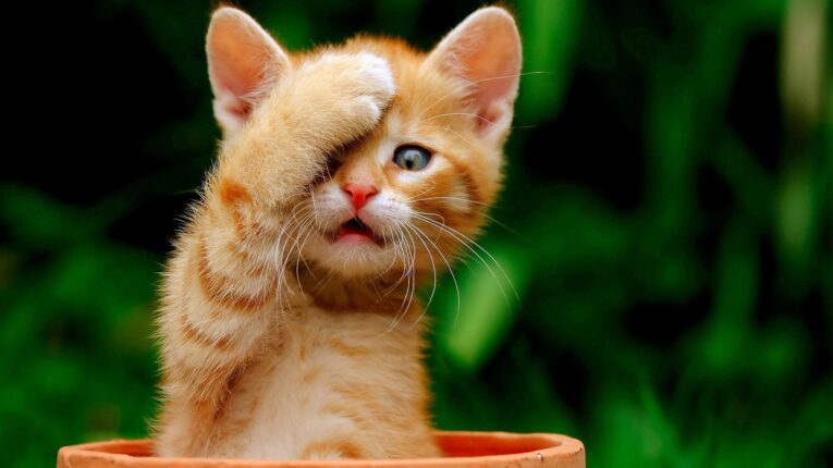 MISHI