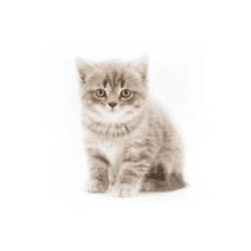 Gatos