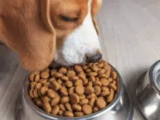 Alimento Seco Para Perros
