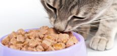 Alimento Húmedo Para Gatos