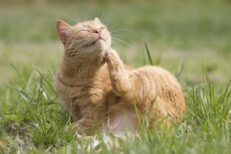 Antipulgas Para Gatos