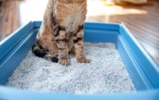 Arena Para Gatos