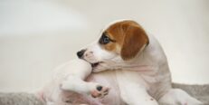 Antipulgas Para Perros