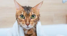 Salud e Higiene Para Gatos