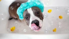 Salud e Higiene Para Perros