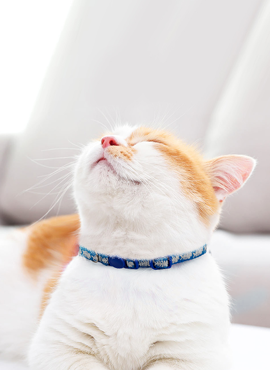 Pawise Collar Ajustable con Diseño de Peces 3