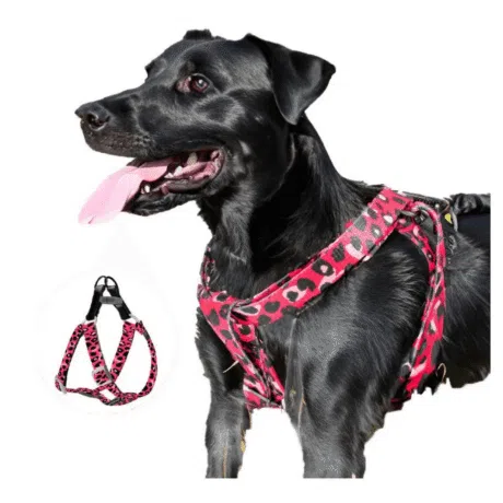 AFP ARNES LEOPARDO L