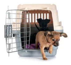 Transportadores Para Perros